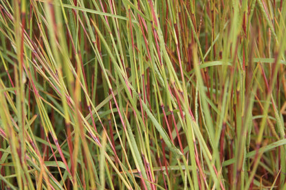 Schizachyrium scoparium 'Cairo' (Prärie-Bartgras)