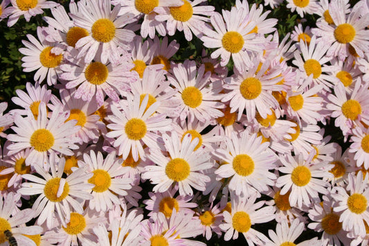 Arctanthemum arcticum 'Roseum' Grönlandmargarite