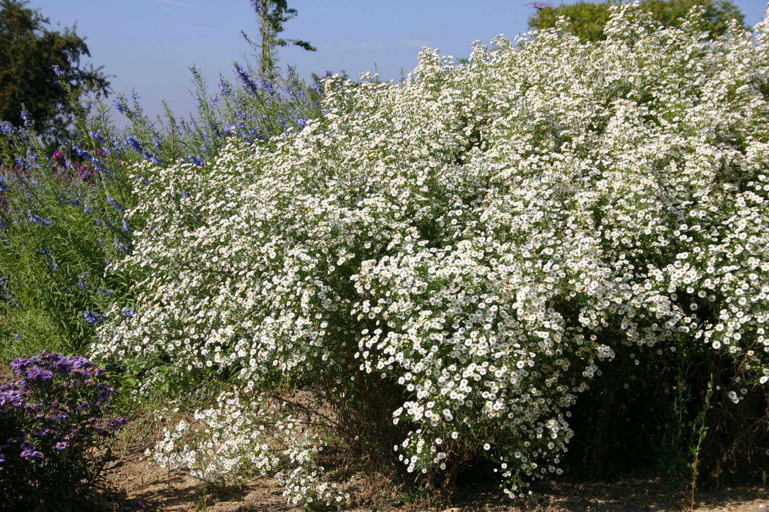 Aster ericoides 'Hug' Myrtenaster
