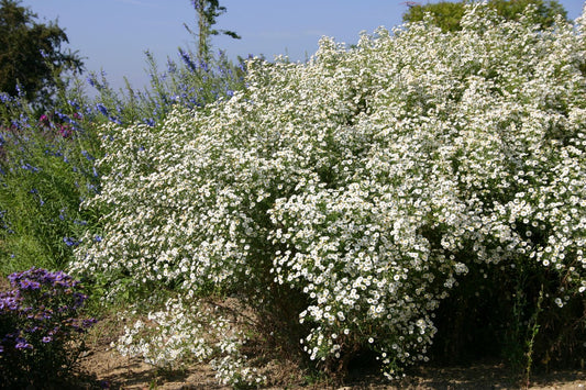 Aster ericoides 'Hug' Myrtenaster