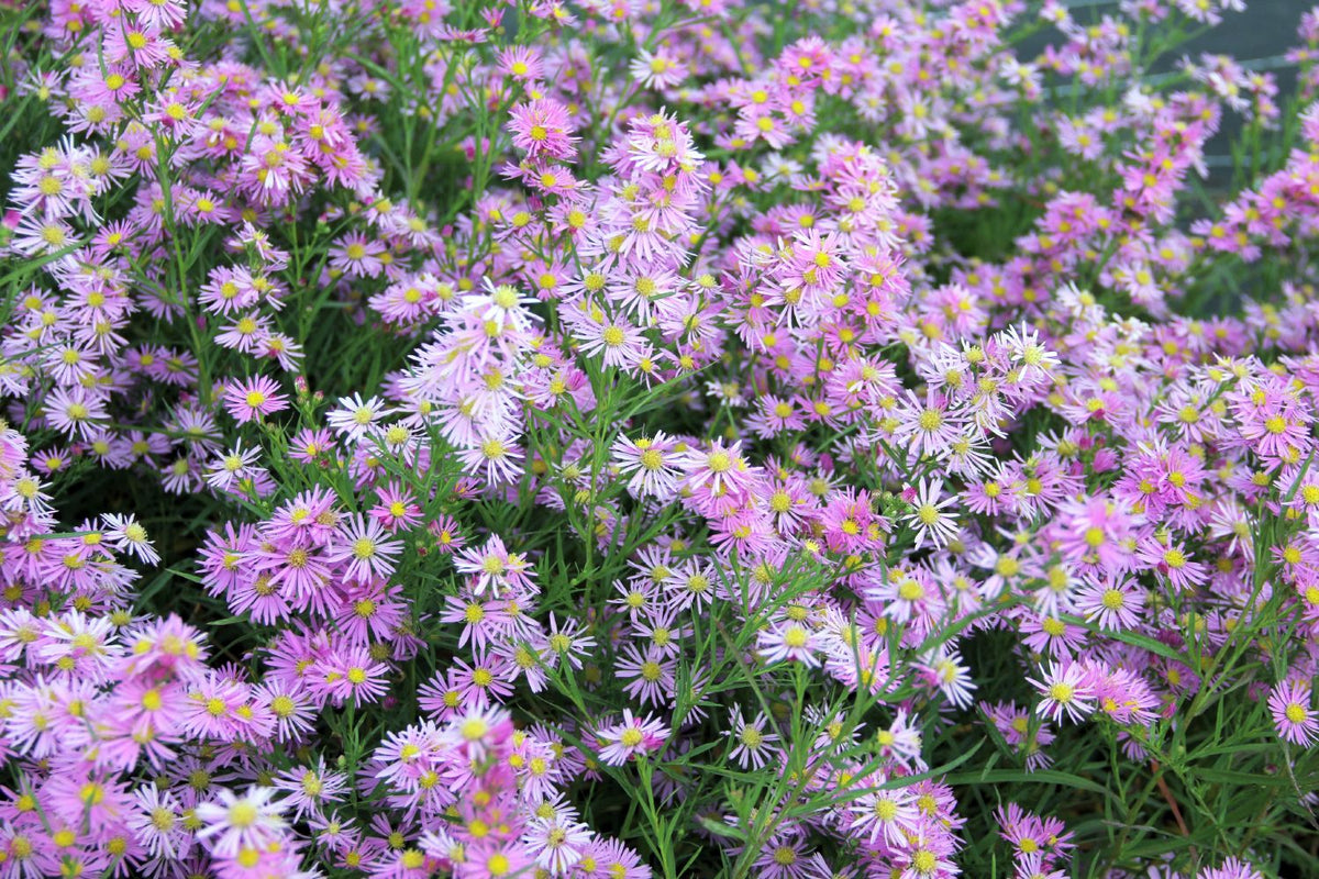 Aster ericoides 'Pink Star' (Myrtenaster) - P 1