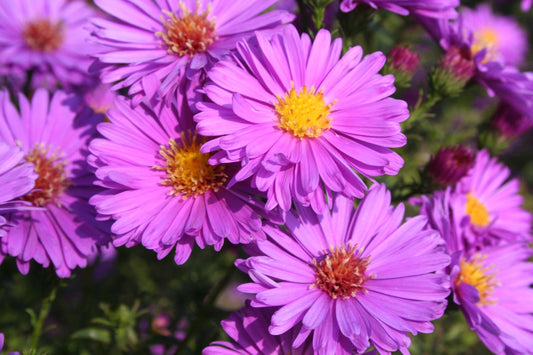 Aster novi-belgii 'Erica' Glattblattaster