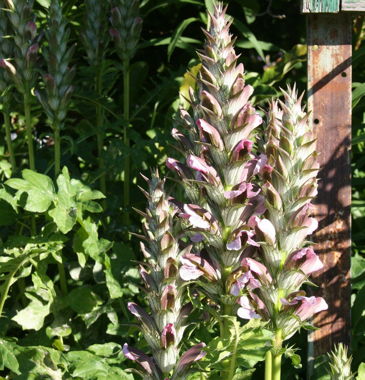 Acanthus hungaricus (Bärenklau) - P 1
