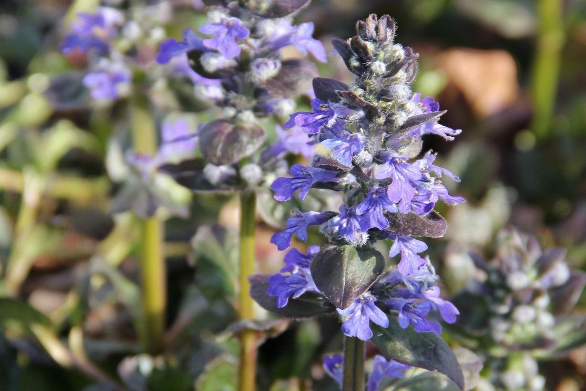 Ajuga reptans 'Catlin's Giant' (Günsel) - P 0,5