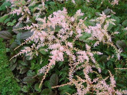 Astilbe x glaberrima 'Sprite' Prachtspiere