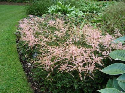 Astilbe x glaberrima 'Sprite' (Prachtspiere)