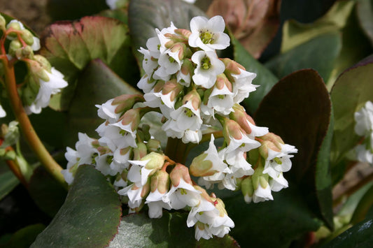 Bergenia stracheyi 'Brahms' Himalaya-Bergenie