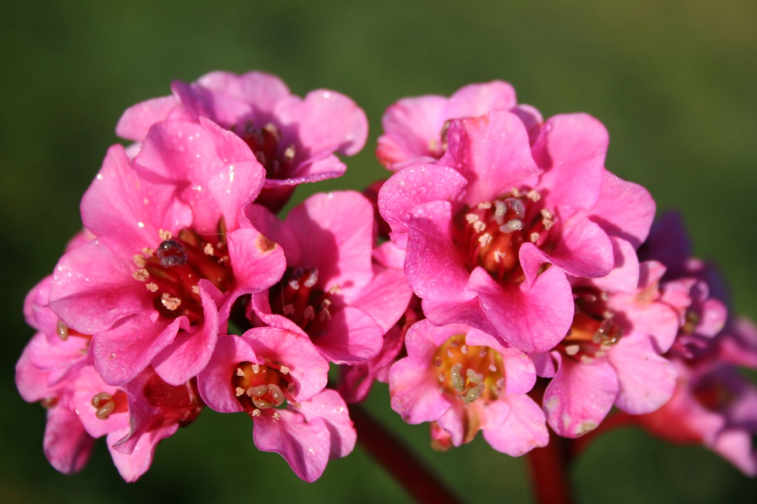 Bergenia cordifolia 'Herbstblüte' Bergenie