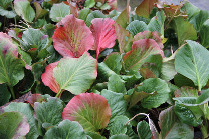 Bergenia cordifolia 'Herbstblüte' (Bergenie)