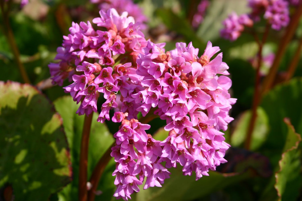 Bergenia cordifolia 'Rietheim' (Bergenie) - P 0,5