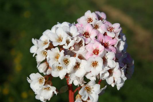 Bergenia cordifolia 'Schneeglocke' Bergenie