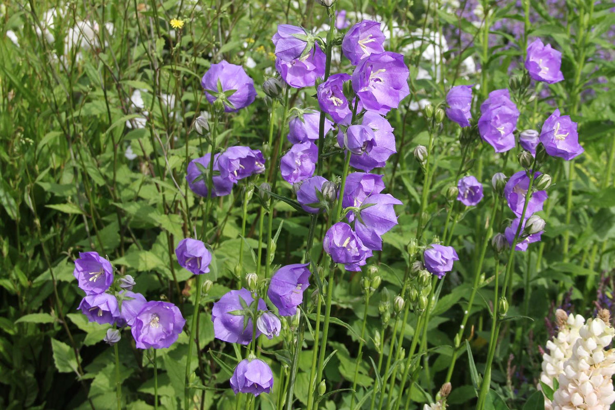 Campanula persicifolia 'Blue Bloomers' (Pfirsichblättrige Glockenblume) - P1