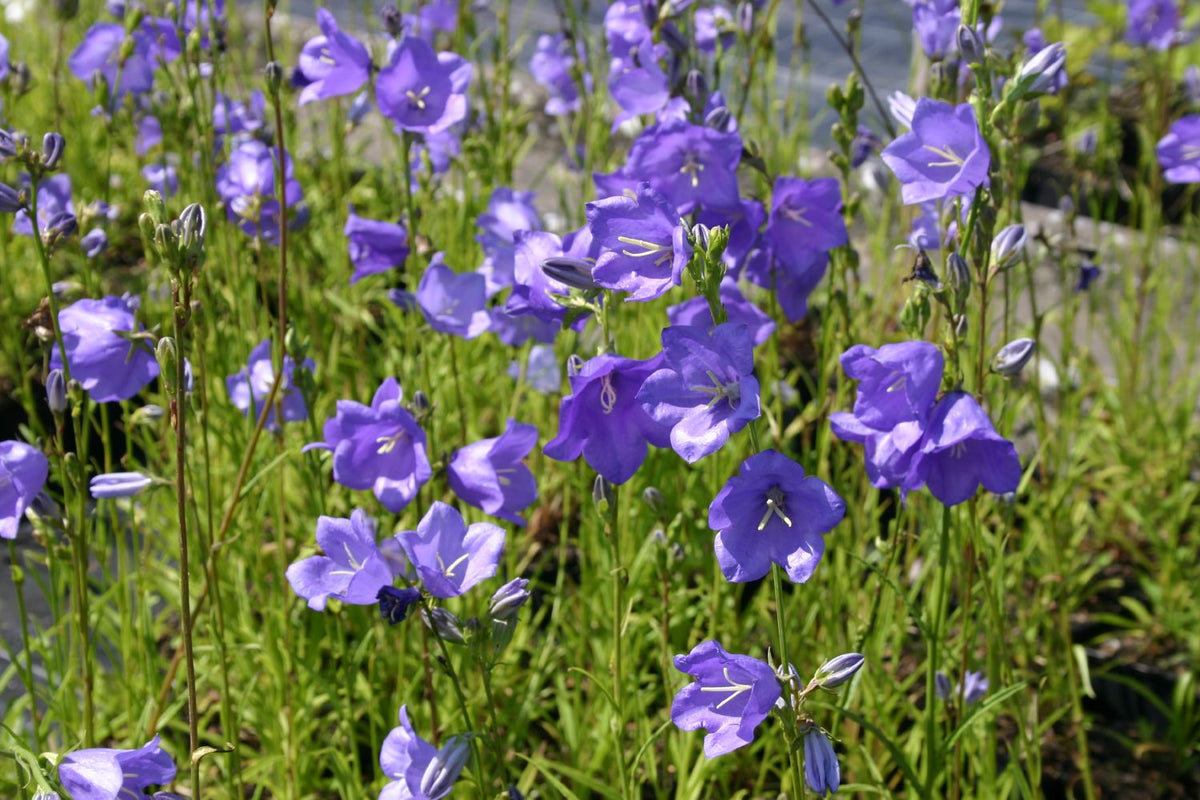 Campanula persicifolia 'Grandiflora Coerulea' (Pfirsichblättrige Glockenblume) - P1