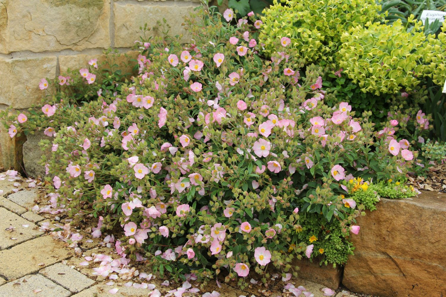 Cistus x lenis 'Grayswood Pink' (Zistrose)