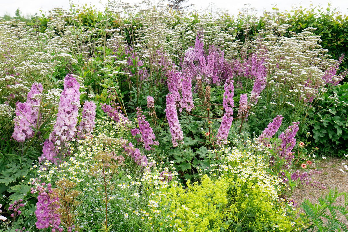 Delphinium New Millenium 'Dusky Maidens' (Rittersporn) - P 1