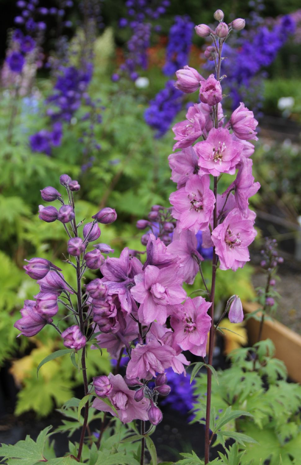 Delphinium New Millenium 'Dusky Maidens' (Rittersporn)