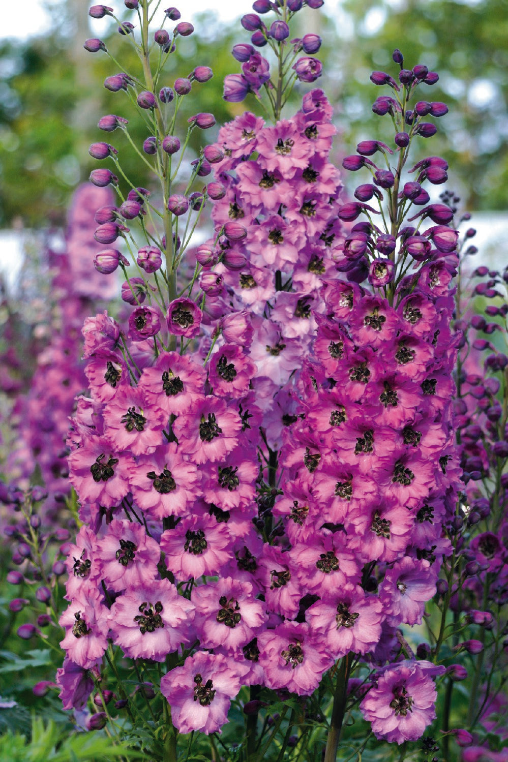 Delphinium New Millenium 'Dusky Maidens' (Rittersporn)