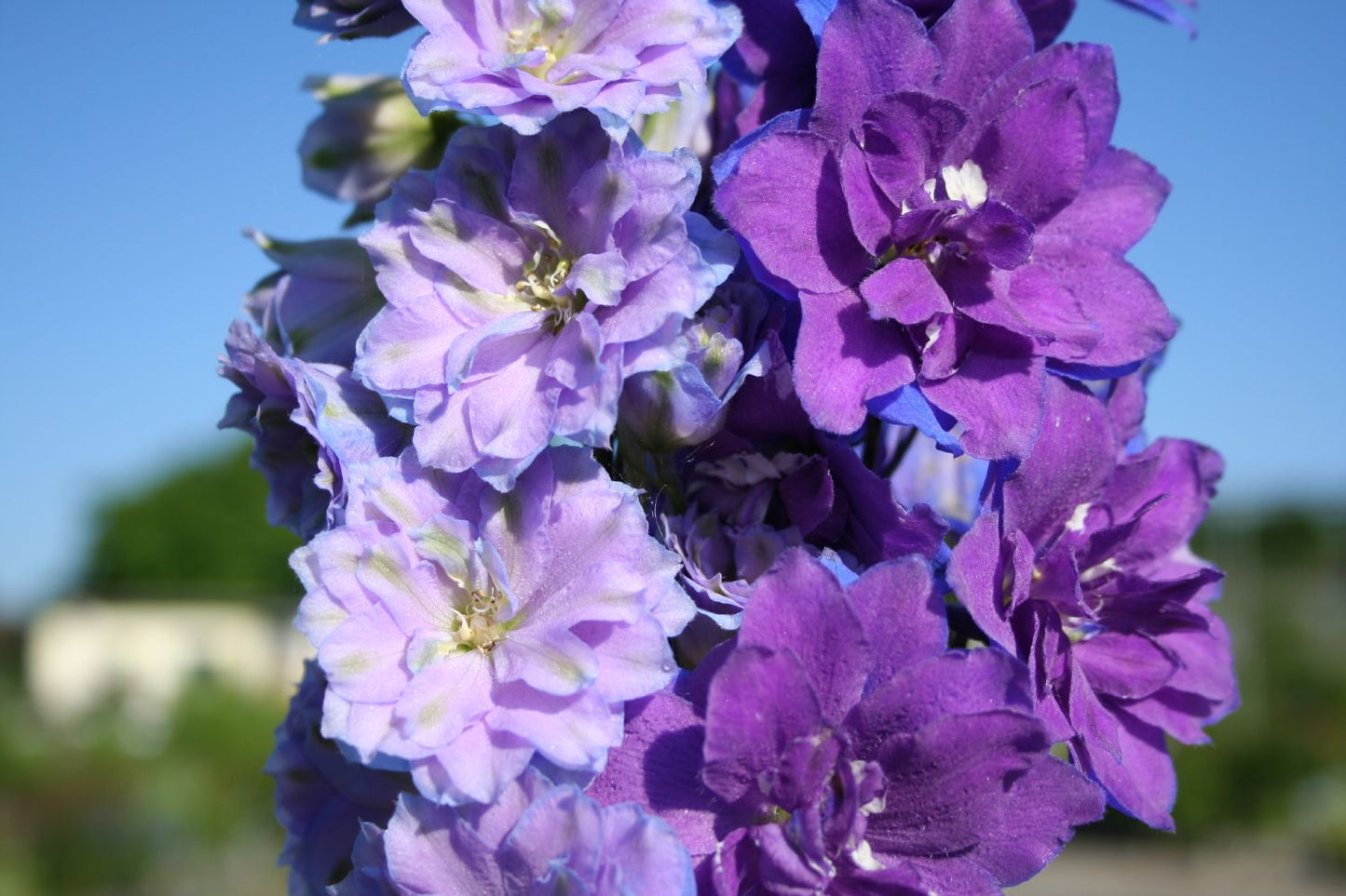 Delphinium New Millenium 'Misty Mauves' Rittersporn