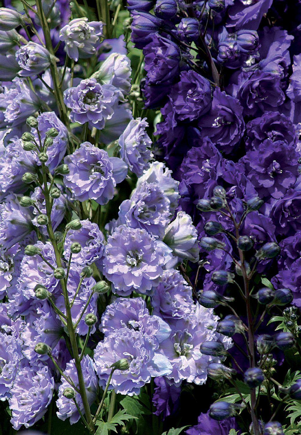 Delphinium New Millenium 'Misty Mauves' (Rittersporn)