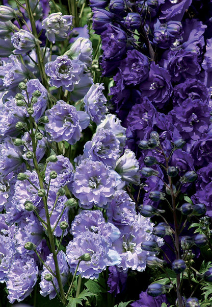 Delphinium New Millenium 'Misty Mauves' (Rittersporn)