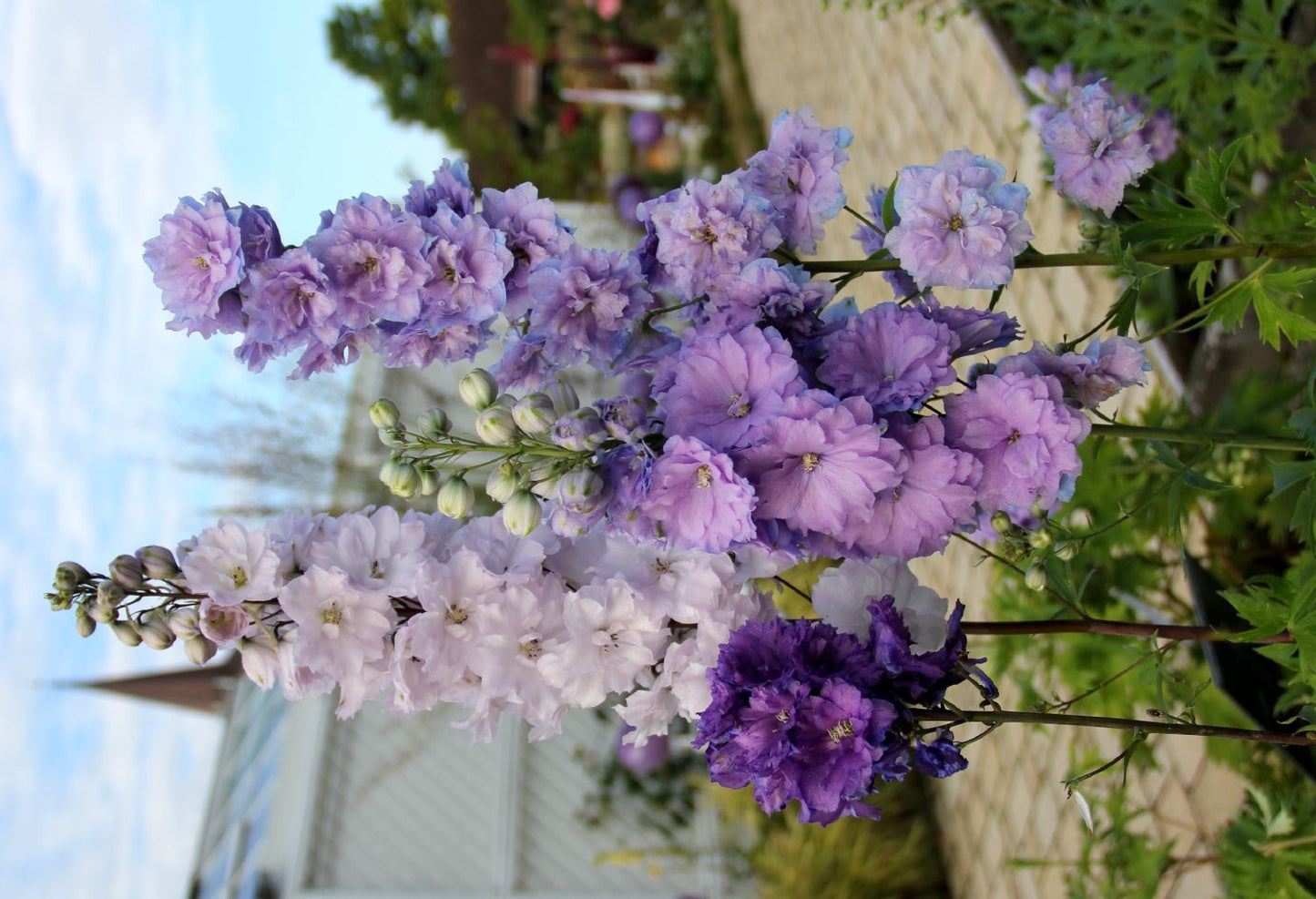 Delphinium New Millenium 'Misty Mauves' (Rittersporn)