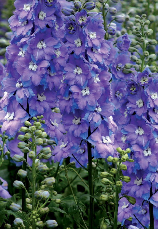 Delphinium New Millenium 'Morning Lights' Rittersporn