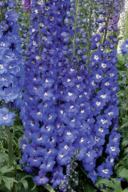 Delphinium New Millenium 'Royal Aspirations' Rittersporn