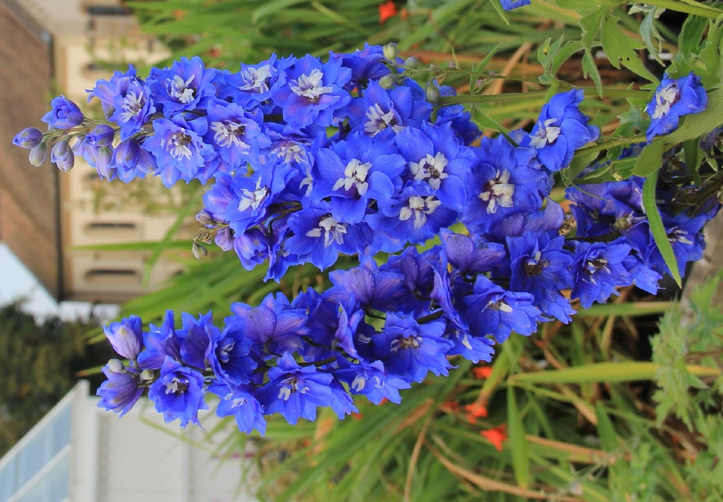 Delphinium New Millenium 'Royal Aspirations' (Rittersporn)