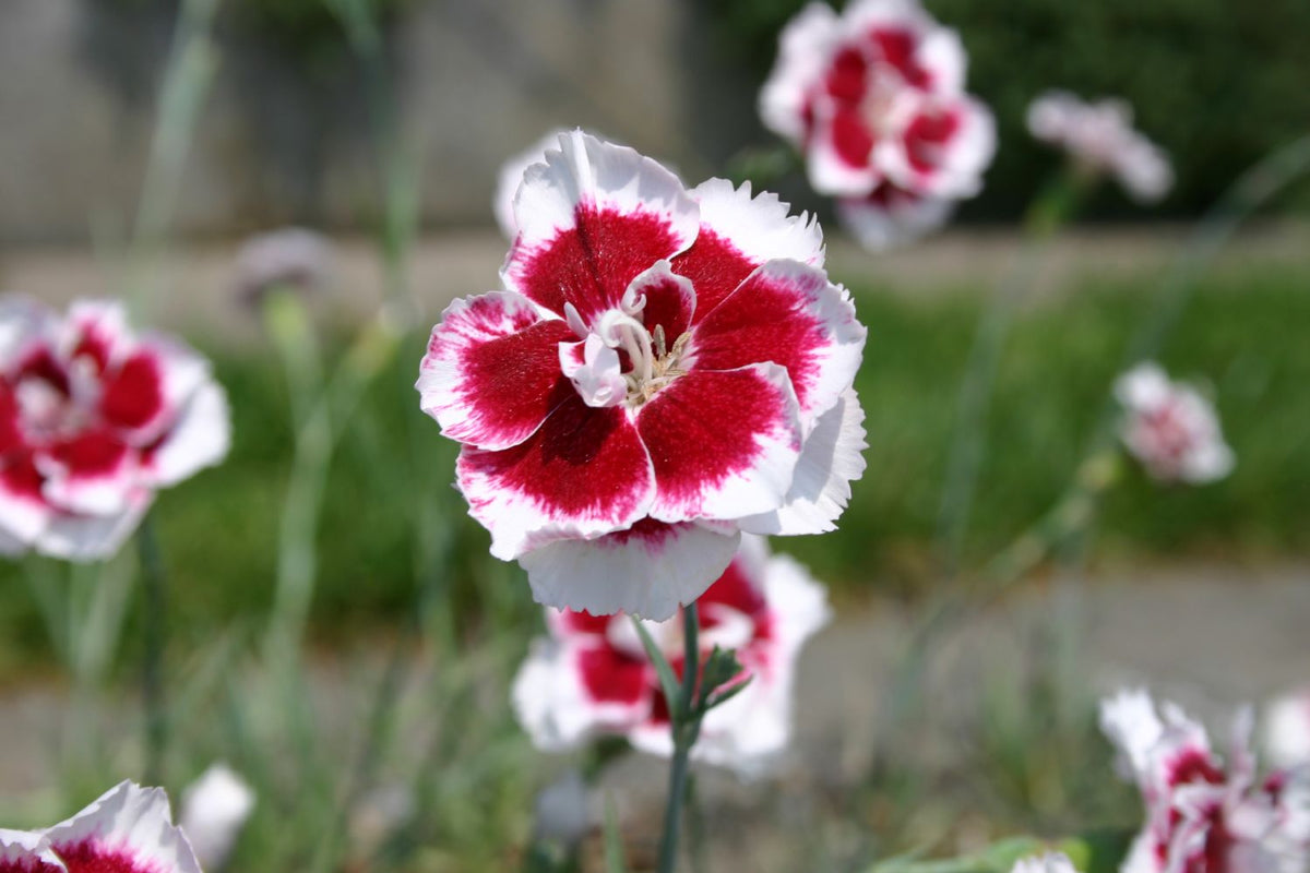 Dianthus x allwoodii 'Alice' (Nelke) - P 0,5