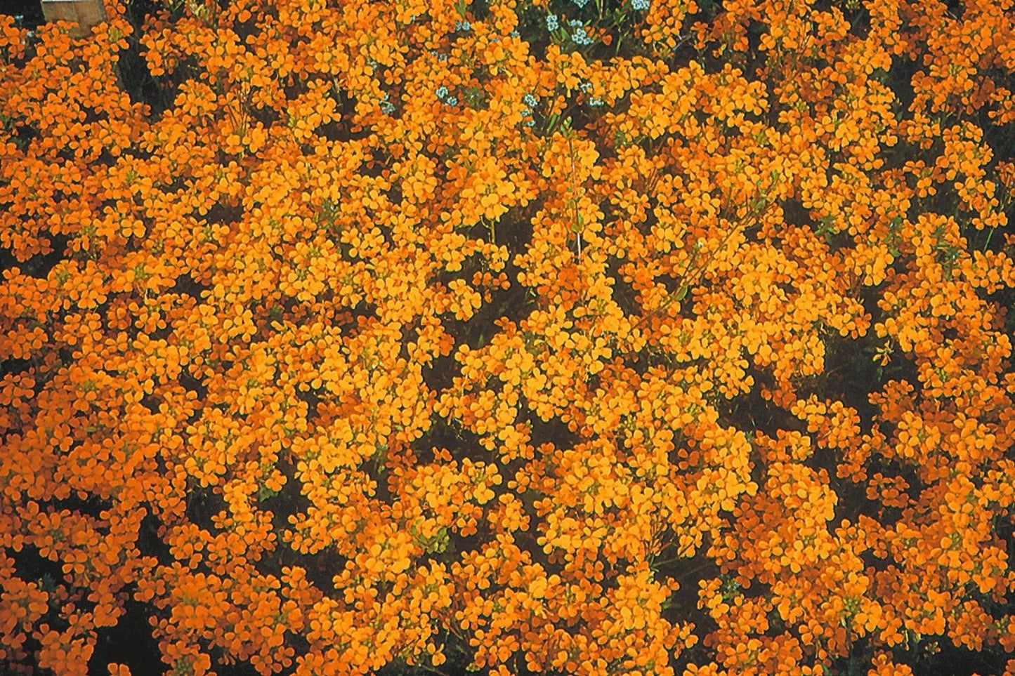 Erysimum linifolium 'Orange Flame' Goldlack, Schöterich