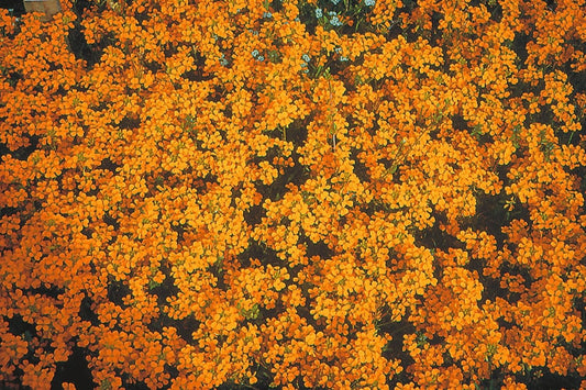 Erysimum linifolium 'Orange Flame' Goldlack, Schöterich