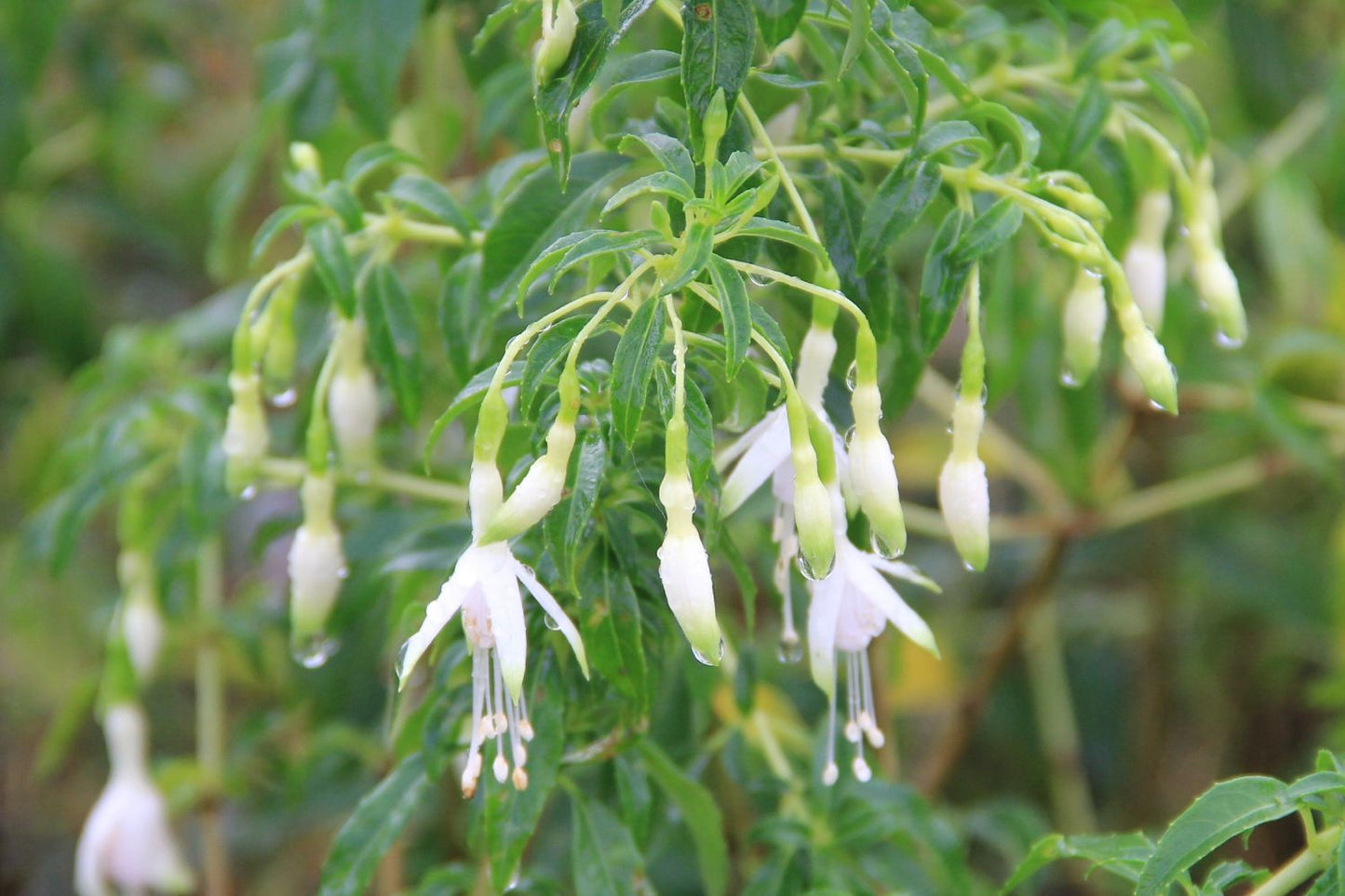 Fuchsia magellanica var. alba (Fuchsie)