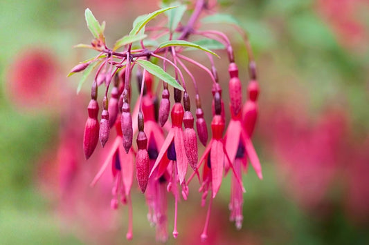 Fuchsia magellanica var. gracilis Fuchsie