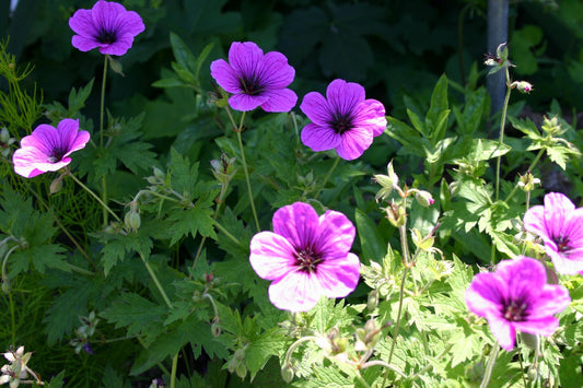 Geranium psilostemon 'Ann Folkard' Storchschnabel
