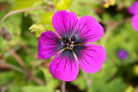Geranium psilostemon 'Ann Folkard' Storchschnabel
