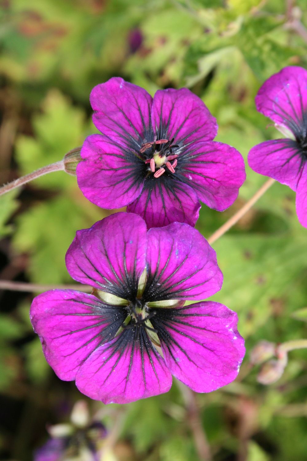 Geranium psilostemon 'Ann Folkard' (Storchschnabel)