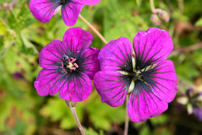 Geranium psilostemon 'Ann Folkard' (Storchschnabel)