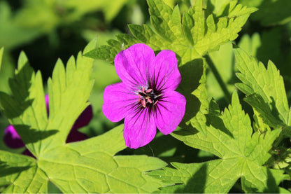 Geranium psilostemon 'Ann Folkard' (Storchschnabel)