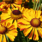 Helenium 'Rauchtopas' Garten-Sonnenbraut