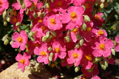 Helianthemum 'Rosa Königin' Sonnenröschen