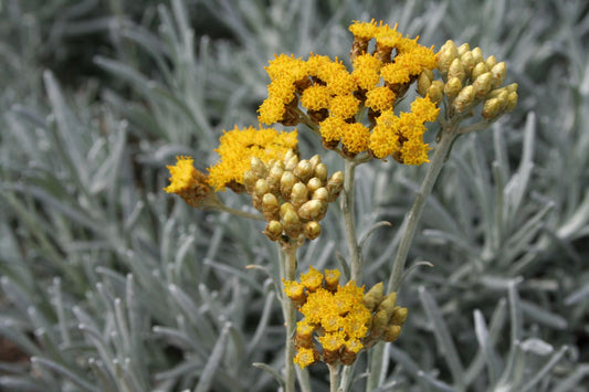 Helichrysum plicatum 'White Barn' Currykraut