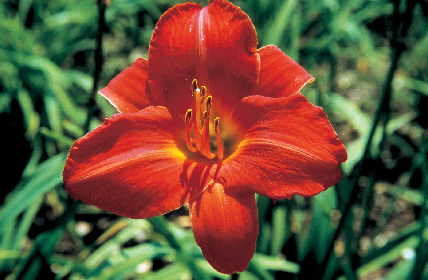 Hemerocallis 'Ansgar' Großblumige Taglilie