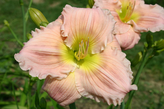 Hemerocallis 'Barbara Mitchell' Großblumige Taglilie