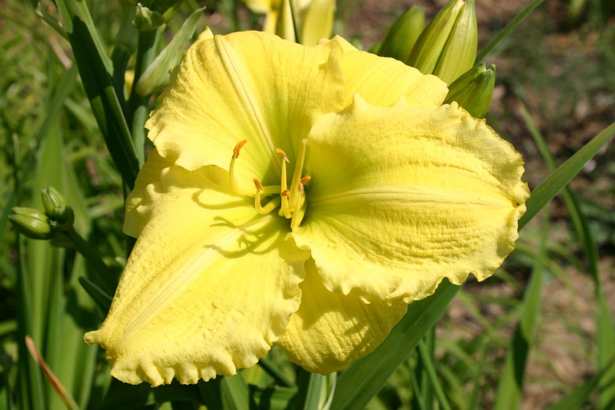 Hemerocallis 'Beauty to Behold' Großblumige Taglilie