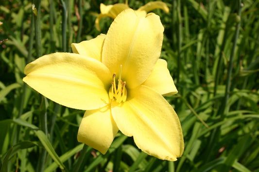Hemerocallis 'Berlin Lemon' Großblumige Taglilie