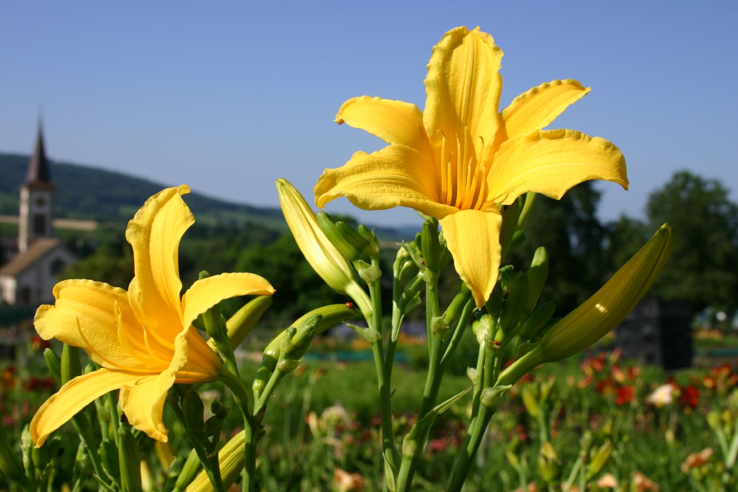 Hemerocallis 'Berlin Multi' Kleinblumige Taglilie