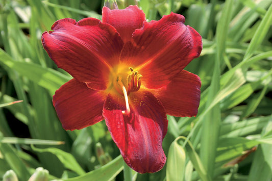 Hemerocallis 'Berlin Oxblood' Großblumige Taglilie