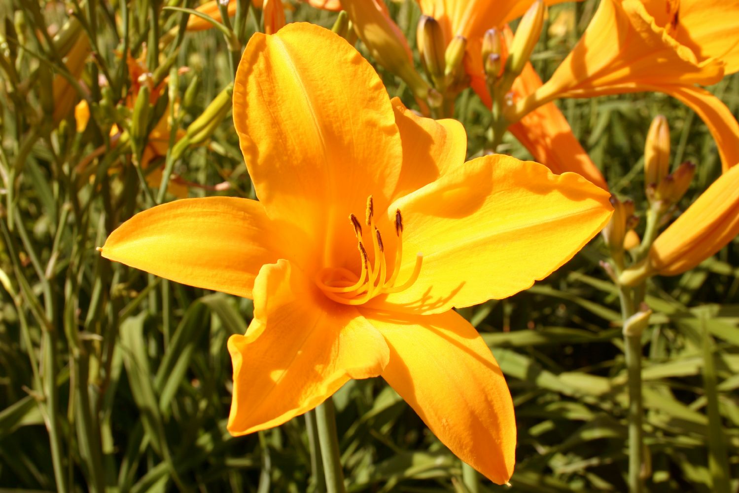 Hemerocallis 'Berliner Anfang' Großblumige Taglilie