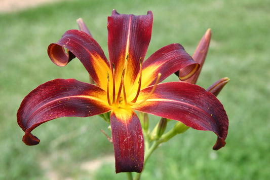 Hemerocallis 'Black Plush' Großblumige Taglilie
