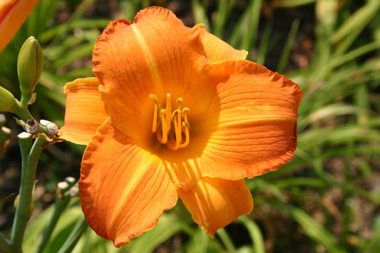 Hemerocallis 'Cologne Woodcarving' Großblumige Taglilie